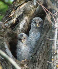 Ural Owl photo 2