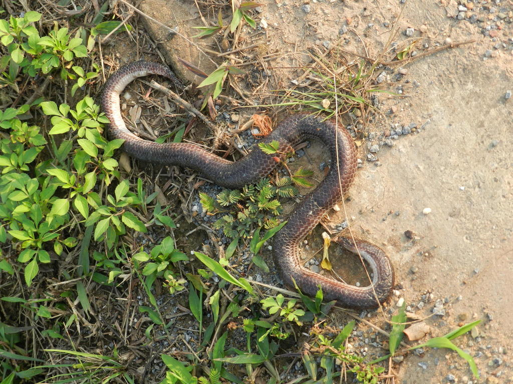 Asian Sunbeam Snake From Luang Namtha Province Laos On February