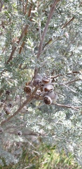 Leptospermum lanigerum