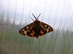 Arctia aulica