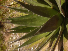 Agave triangularis