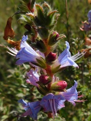 Lobostemon argenteus