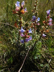 Lobostemon argenteus