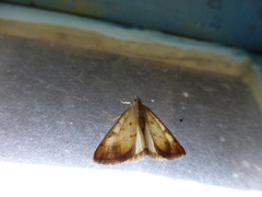 Evergestis extimalis