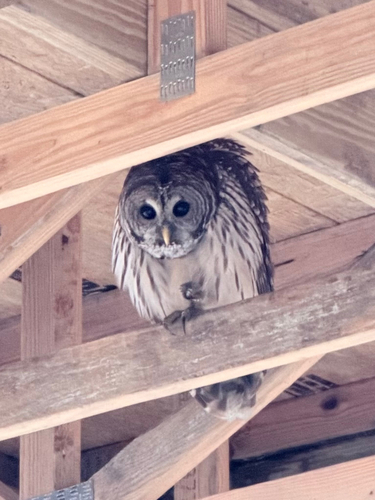 Barred Owl