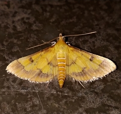 Ischnurges luteomarginalis
