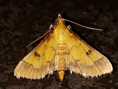 Ischnurges luteomarginalis