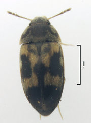 Litargus balteatus