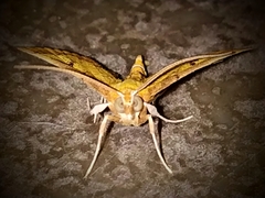 Ischnurges luteomarginalis