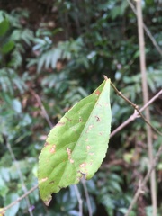 Callicarpa rubella