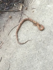 Pseudoxenodon bambusicola