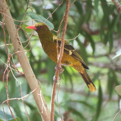 Oriolus flavocinctus