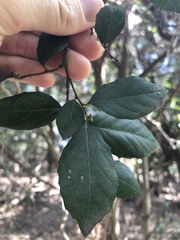 Aphananthe philippinensis