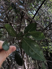 Aphananthe philippinensis