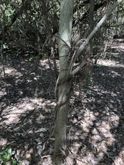 Aphananthe philippinensis