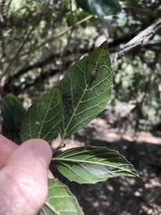 Aphananthe philippinensis