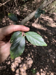 Aphananthe philippinensis