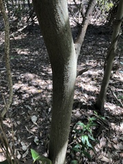 Aphananthe philippinensis