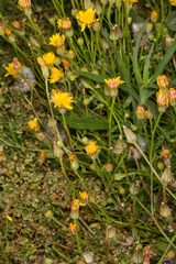 Crepis bellidifolia