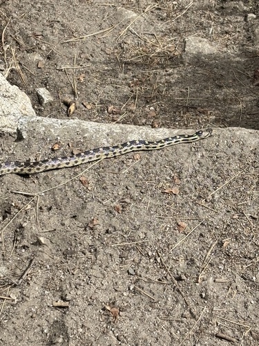 iNaturalist observation photo of Gopher Snake