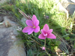 Hesperantha baurii