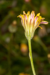 Crepis bellidifolia