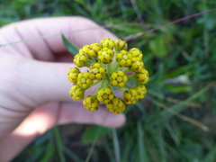 Xysmalobium tysonianum