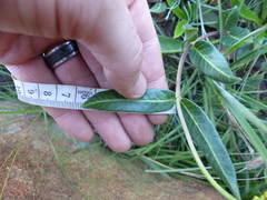 Xysmalobium tysonianum