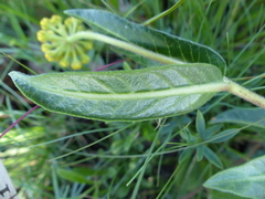 Xysmalobium tysonianum