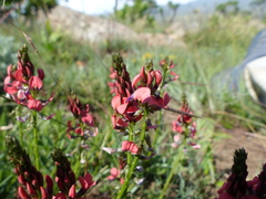 Indigofera hilaris