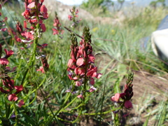 Indigofera hilaris