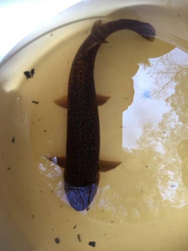 Climbing galaxias (Galaxias brevipinnis) — Galaxiidae