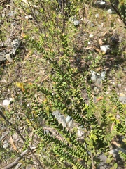 Melaleuca squamea