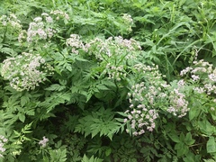 Chaerophyllum hirsutum