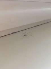 Pholcus phalangioides