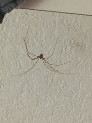 Pholcus phalangioides