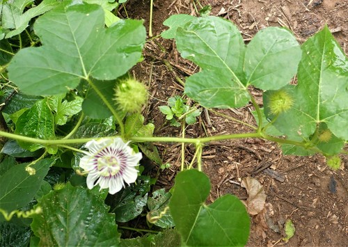 Passiflora foetida image