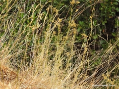 Dactylis glomerata hispanica