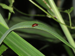 Gallerucida singularis