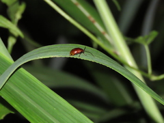 Gallerucida singularis