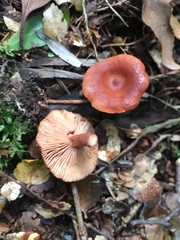 Lactarius eucalypti