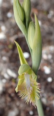 Calochilus herbaceus