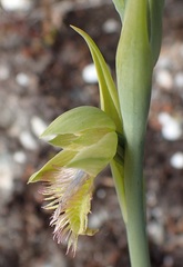 Calochilus herbaceus