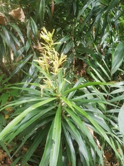 Dracaena angustifolia