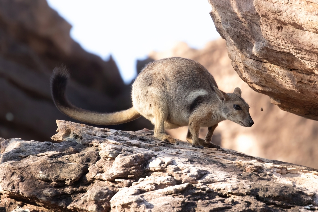 Eastern Short-Eared Rock-Wallaby