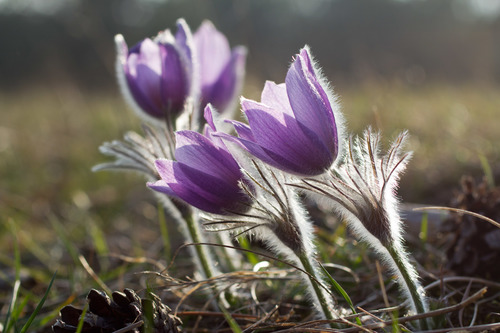 European Pasqueflower