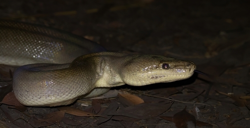 Olive Python sighting