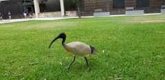 Threskiornis molucca