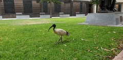 Threskiornis molucca