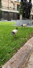 Threskiornis molucca